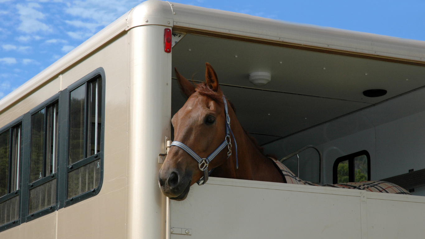 transport de chevaux